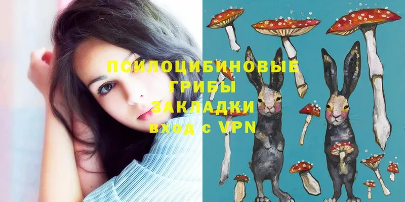 Галлюциногенные грибы Psilocybe  купить наркотик  Новокузнецк 